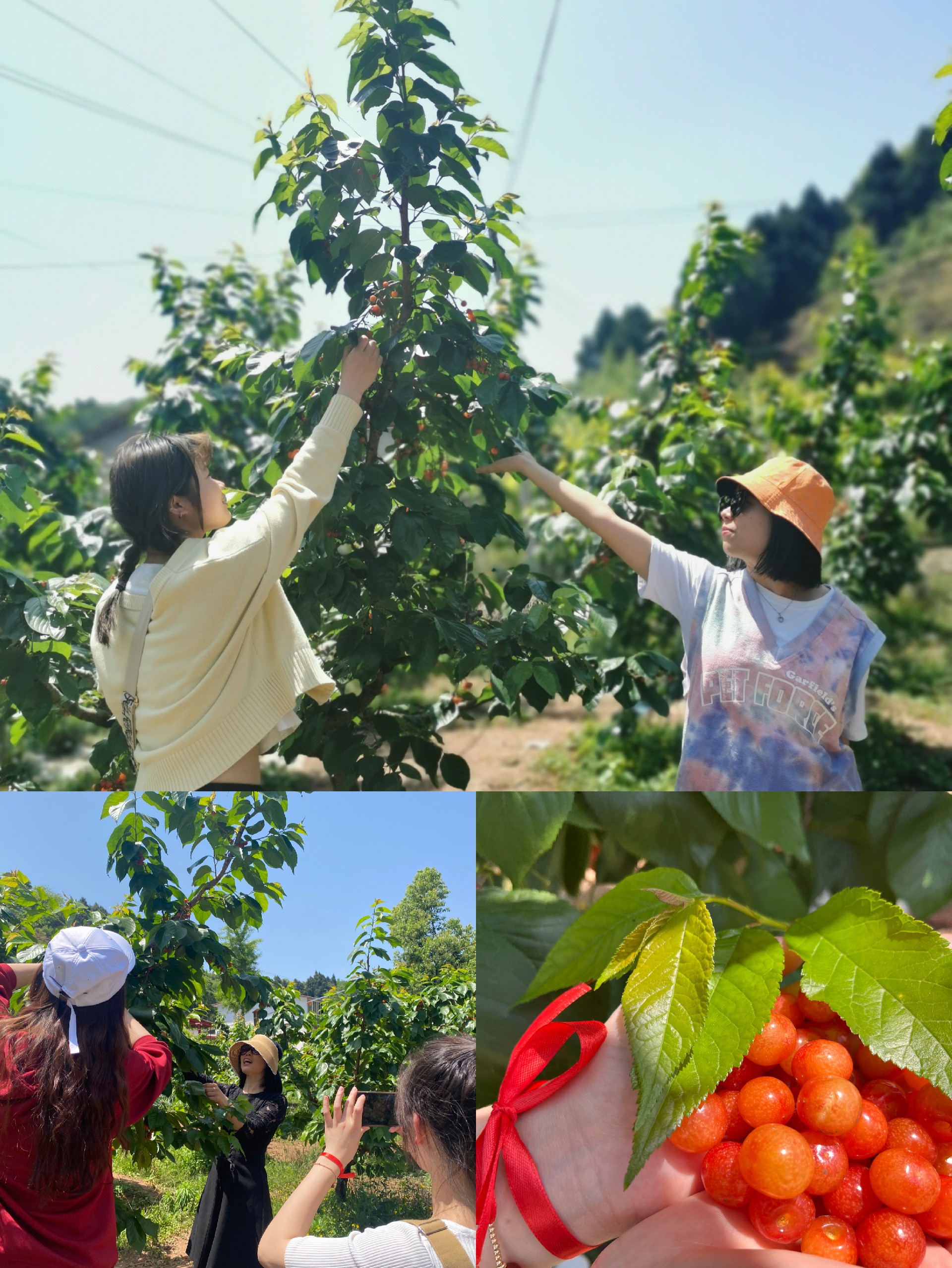 “親近自然，快樂采摘”--四川德潤信息工程有限公司 2022踏春采摘季活動(dòng)